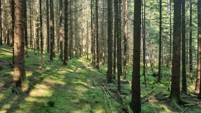 Barrskog med täta trädstammar och mossbeklädd mark som lyses upp av solsken som tränger igenom grönskan.