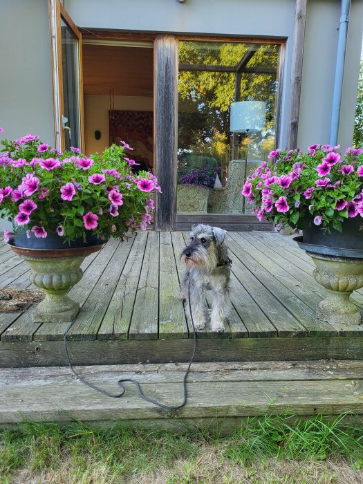 En schnauzer står kopplad på en altan mellan två blomkrukor med rosa blommor, framför ett hus med öppen dörr och insyn till ett vardagsrum.