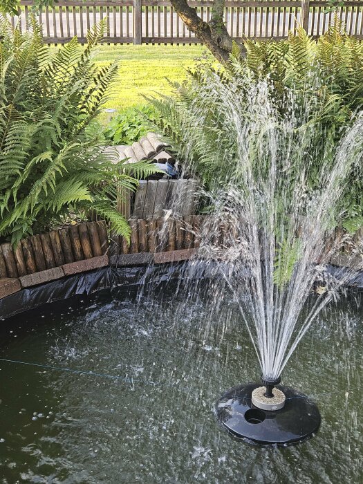 Trädgårdsdamm med fontän som sprutar vatten, omgiven av ormbunkar och inhägnad av ett trästaket, med grönt gräs i bakgrunden.