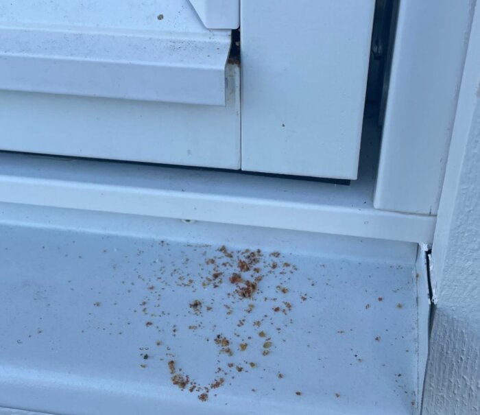 Insekter och träspån syns vid ett prefabricerat fönster med metallspalter på södersidan av ett hus.