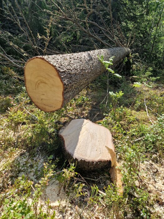 Nedfällt stort träd i skogen, med dess stubbe synlig i förgrunden och den långa stammen liggande på marken, omgivet av vegetation och skog.