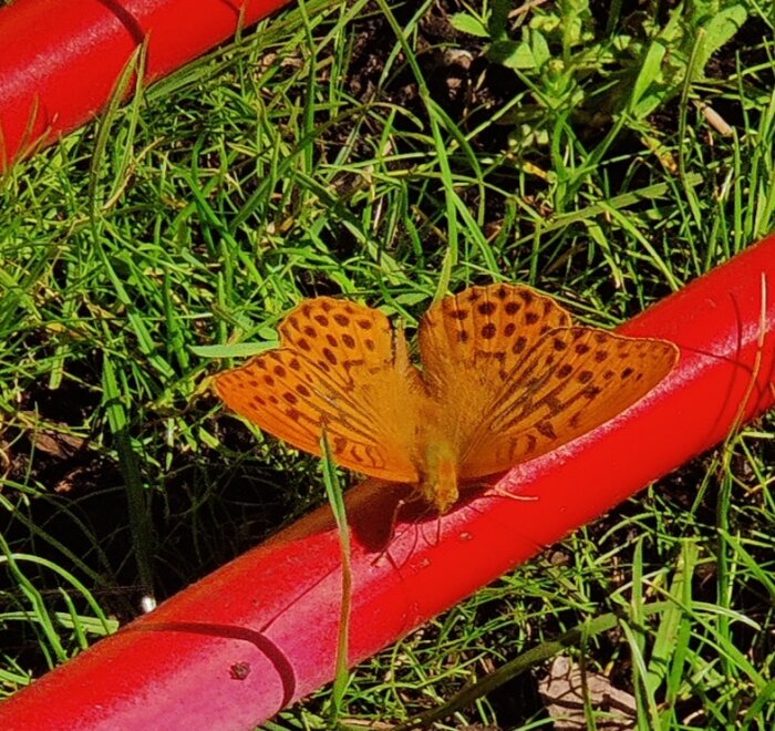 En orange fjäril med svarta fläckar sitter på en röd slang i en grön trädgård.