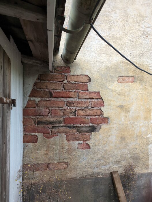 Gulnad puts på tegelvägg har lossnat runt hörnet under stuprör. Tegelstenar exponerade, en verkar vara gjord av lera. Växt intill väggen.