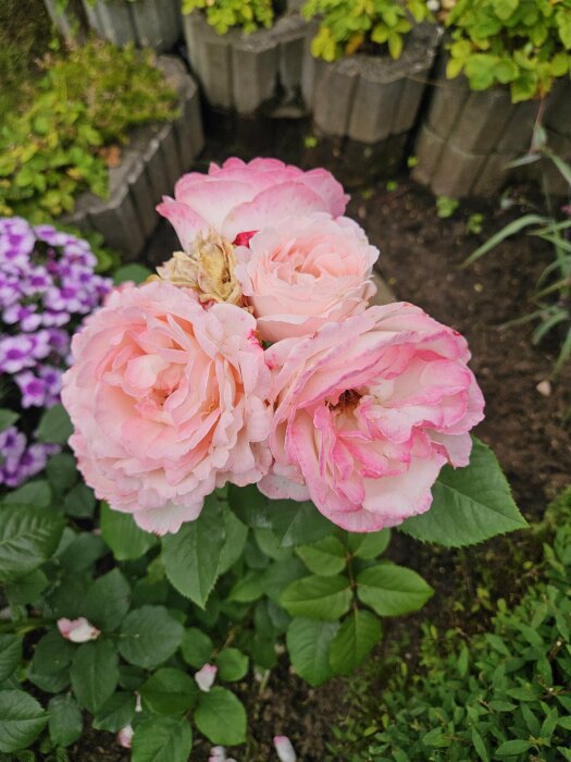 Ljusa rosa rosor med gröna blad i en trädgård, omgivna av stenar och andra växter.