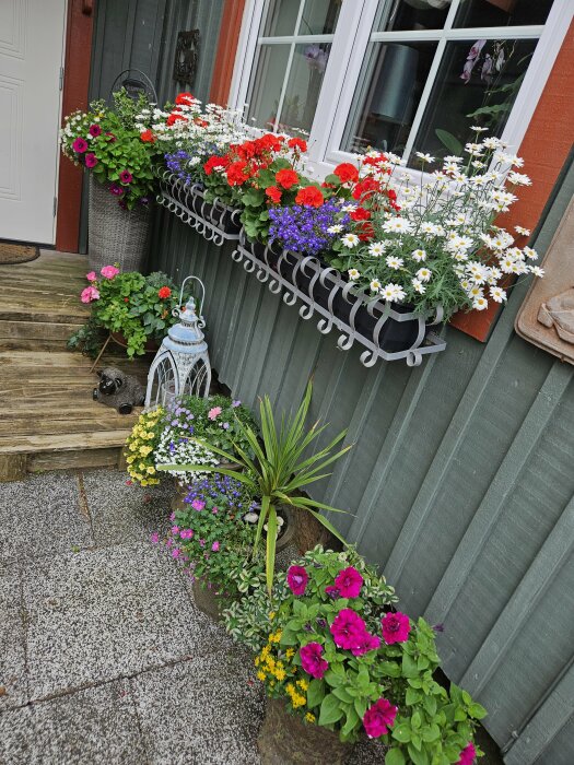 Blomsterarrangemang framför en grönmålad husvägg med blommor i olika färger, inklusive röda, vita och lila blommor i lådor och krukor nära ett fönster och en dörr.