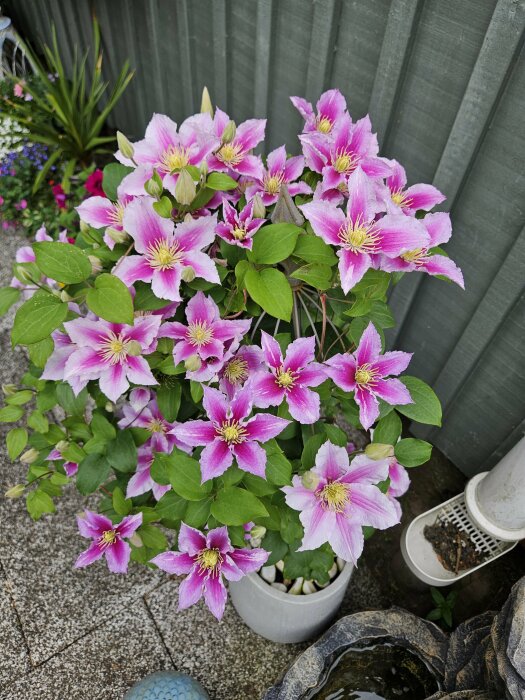 Lila och vita klematisblommor i en vit kruka framför en grön trävägg, omgivna av andra växter och trädgårdsdekorationer.