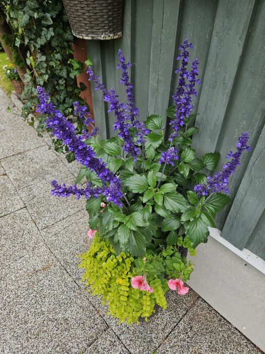 Blomlåda med lila blommor, rosa petunior och gröna växter placerad vid en gråmålad trävägg på en stenlagd uteplats.