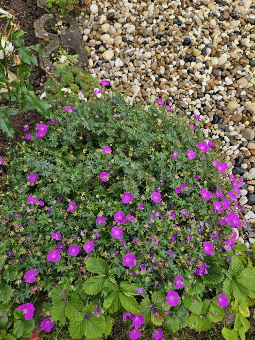 Grön buske med lila blommor planterad bredvid en yta täckt av småsten.