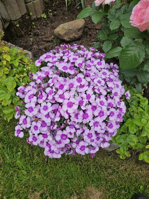 Lila blommor i en trädgård, omgivna av gröna blad och rosor. Bakgrunden består av jord och en sten.