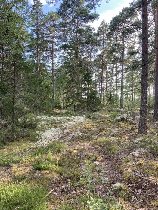 En skog med tallträd, mossbelupen mark och lite undervegetation, med solen som lyser genom träden under en klarblå himmel.