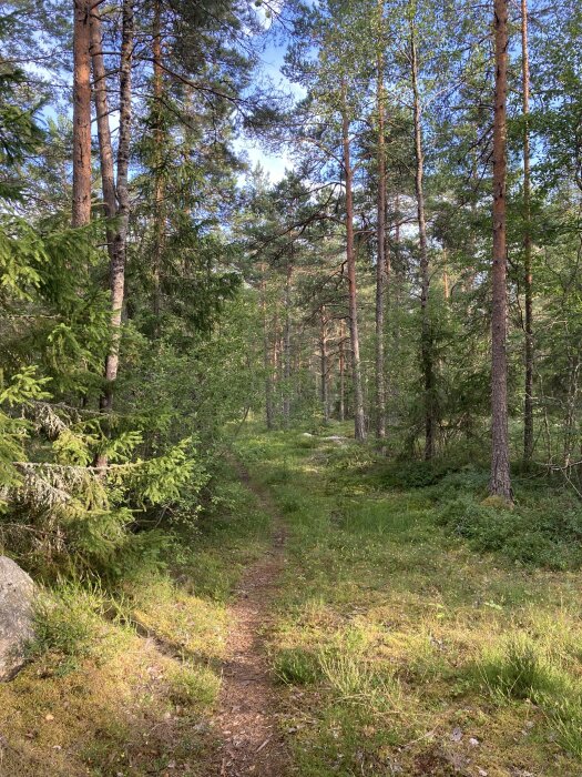 Skogsstig omgiven av höga träd och tät grönska under en solig dag med klarblå himmel.