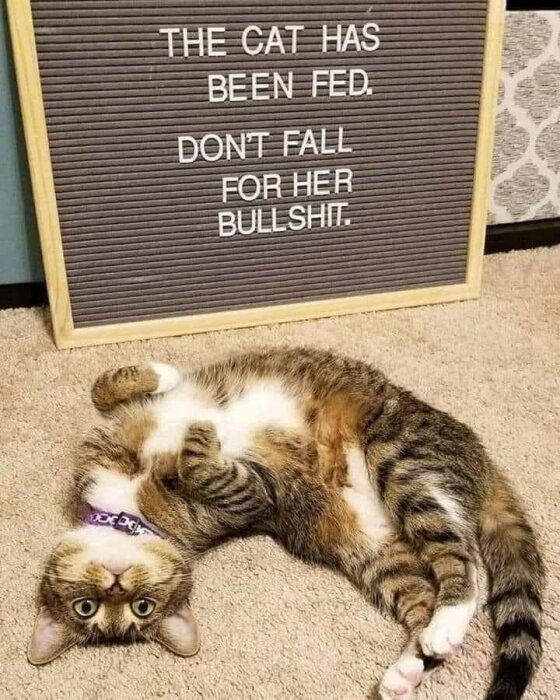 En liggande katt framför en skylt med texten "THE CAT HAS BEEN FED. DON'T FALL FOR HER BULLSHIT.