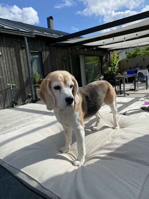 Hund står på en ljus sittdyna på en modern uteterrass med mörkt trähus, tak och möbler runtom.