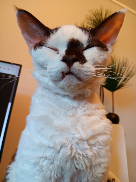 Närbild på en vit och svart katt med lockig päls och halvslutna ögon står framför ett grönt växtarrangemang inomhus.