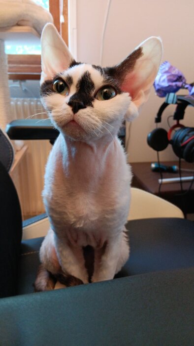 En vit och svart katt med gröna ögon och stora öron sitter på en stol, inomhus nära ett fönster.