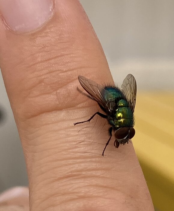 En närbild på en grönblå husfluga som sitter på ett mänskligt finger.