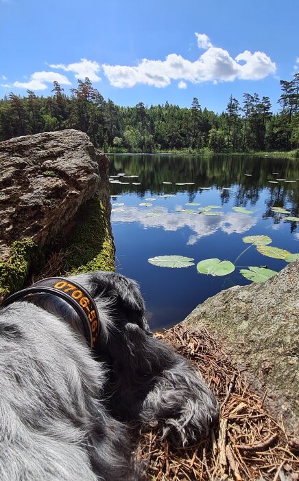 En hund ligger bredvid stenar vid en sjö omgiven av skog, med näckrosblad på vattnet och en blå himmel med moln i bakgrunden.