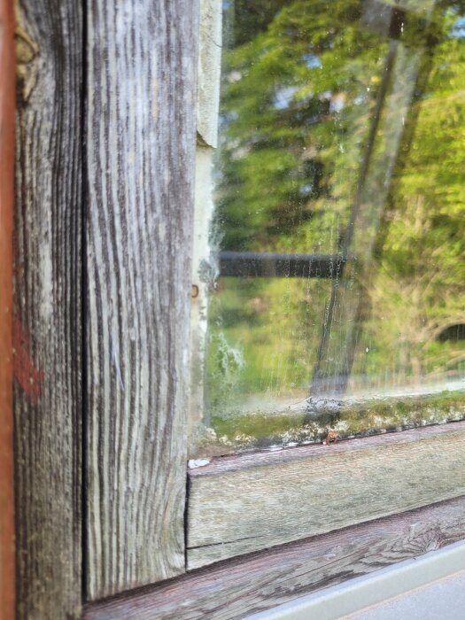 Slitet fönster med avskavd svart tjärfärg i söderläge, märken av väder och vind syns tydligt på träkonstruktionen. Grön växtlighet speglad i glaset.