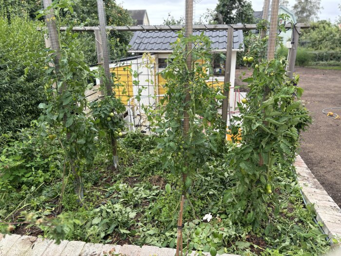 Tomatplantor växer uppbundna mot stöd i en trädgård med nyligen rensade grönsaksland och oklippt gräs runtomkring.