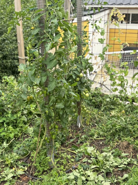 Tomatplantor som växer på pålar i en trädgård, med gröna tomater synliga och en gul byggnad i bakgrunden.