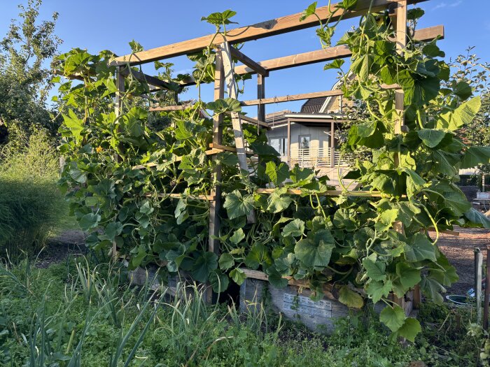 Odlingsbädd med stora pumpaplantor som klättrar på träställningar, penslade tomatpålar och lökväxter i förgrunden med hus i bakgrunden.