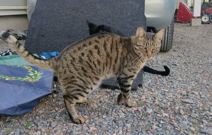 En randig katt står på en grusplan med en annan svart katt delvis synlig bakom. I bakgrunden finns en bil, kartonger och ett par föremål.