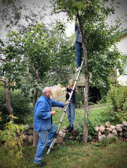En person står på en stege och plockar frukt från ett träd medan två andra personer håller stegen stabil.