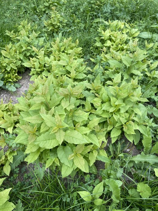 Grön växt med stora, spetsiga blad som växer i en trädgård med gräs och andra växter.