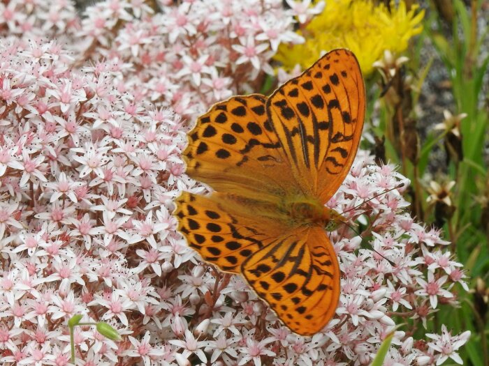 En silverstreckad pärlemorfjäril med orange och svarta mönster sitter på rosa blommor i närbild.