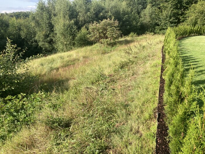 En öppen tomt med gräs och buskar på vänster sida, och en rad av tujahäckar på höger sida som fungerar som insynsskydd.