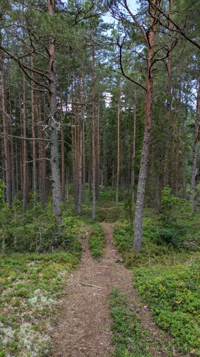 En smal stig som går genom en tät skog med höga tallar och grönska på marken.