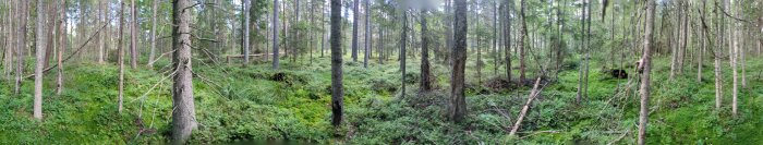 Tät skog med höga träd, mossklädd mark och spridda fallna grenar i en grön, lummig miljö. Ljus tränger igenom trädtopparna.