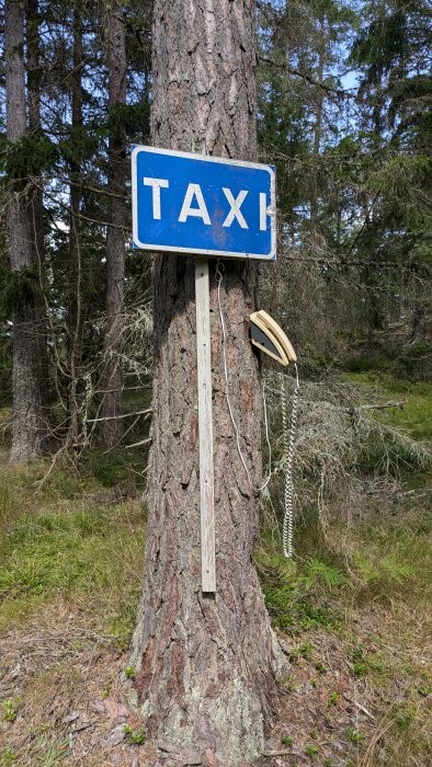 Trästock med en blå taxiskylt och en gammal telefon fastsatt mitt i en skog.