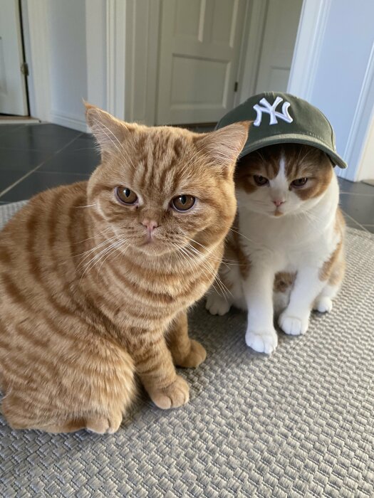 Två katter i ett rum, en röd katt utan huvudbonad och en vit och brun katt med en grön keps med New York Yankees-logga.