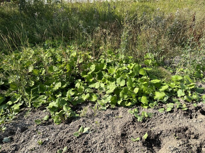 Bilden visar tät växtlighet och gröna blad som växer nedanför en slänt upp till en gräsmatta.