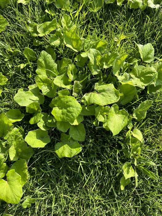 Gröna blad växer nära marken på en gräsmatta i soligt väder.