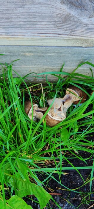 Två sniglar som parar sig gömda bland gräs och vid en trästruktur.