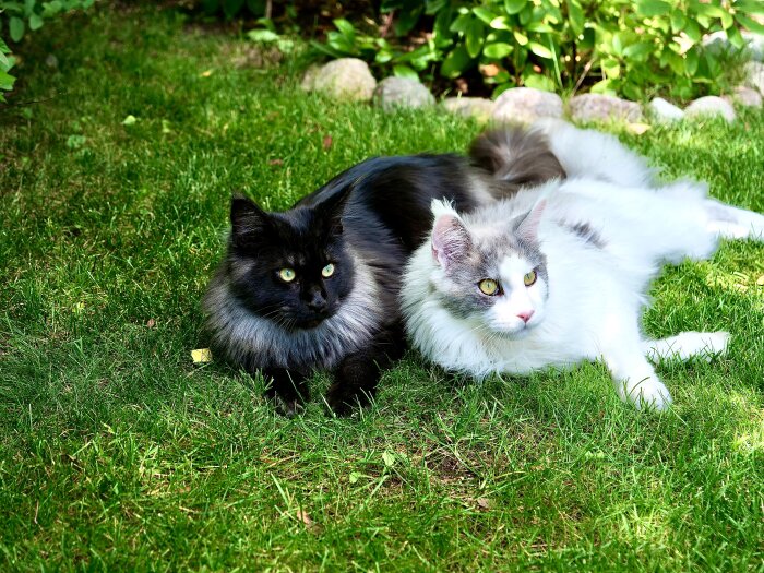 Två katter ligger på gräset; den ena är svart med grå krage och den andra är vit med gråa fläckar.