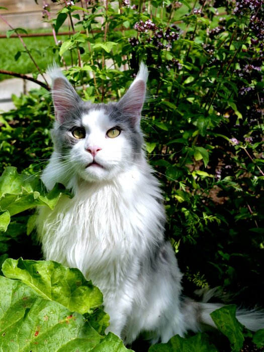 Vit och grå Maine coon-katt med långt hår sitter i en trädgård omgiven av gröna blad och blommor.