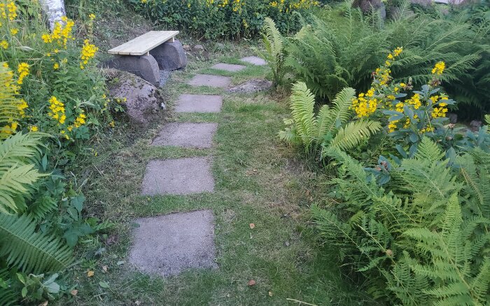 Snickrad bänk vid stig i Runstensparken, omgiven av gula blommor och ormbunkar.