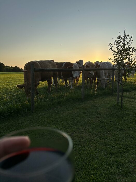 Kor betar och tittar mot kameran på en äng vid solnedgång, medan en hand håller ett glas med röd vätska i förgrunden.