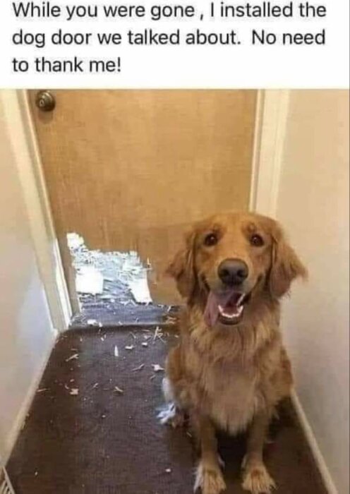 En golden retriever sitter bredvid en dörr som har ett stort hål längst ner, med texten "While you were gone, I installed the dog door we talked about. No need to thank me!".