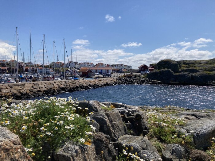 Hamnmiljö med segelbåtar, vita och röda hus i bakgrunden, klippor vid vattnet och vita blommor i förgrunden under en solig dag.