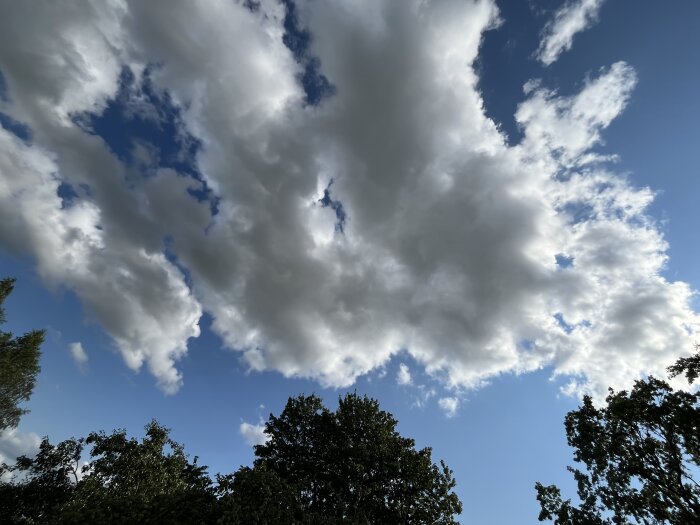 Mörka trädtoppar och en klarblå himmel med vita, fluffiga moln.