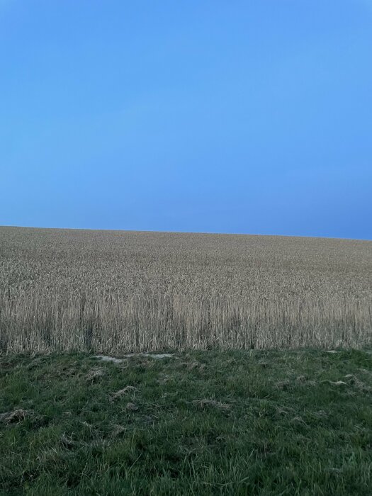 Ett vidsträckt fält med mogna grödor under en klar blå himmel vid skymning, taget vid Hällåkra vingård nära Anderslöv.