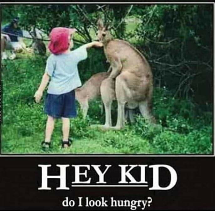 Ett barn i röd hatt matar en känguru i en grön naturmiljö med texten "HEY KID, do I look hungry?" under bilden.