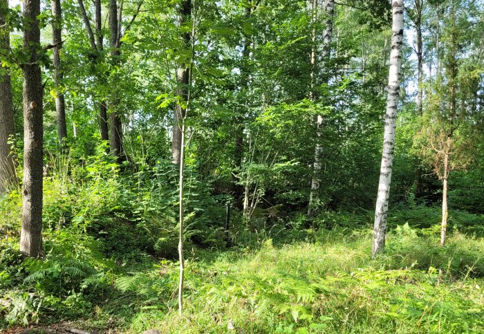 Skogsområde med träd och tät undervegetation där en infiltration från 1984 är installerad och fungerar bra enligt inlägget.