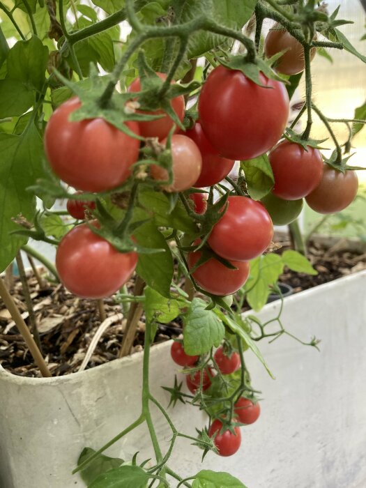 Bild på en krukodlad tomatplanta med många små röda och gröna tomater som har börjat mogna. Plantan är odlad i ett litet växthus.