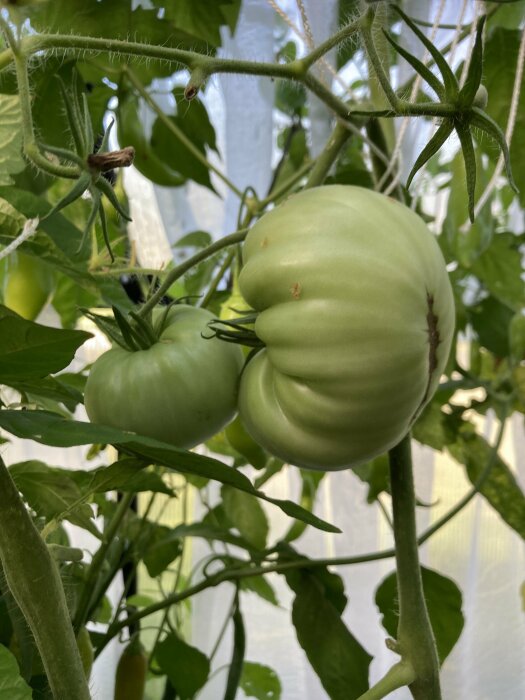 Två stora gröna tomater på en tomatplanta i ett växthus, omgivna av gröna blad och växtstöd.