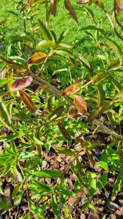 Bild på vinterliguster med brunfläckiga och delvis vissna blad, troligen tecken på bladfläcksjuka. Planterad i ett dike med jord från Hasselfors.